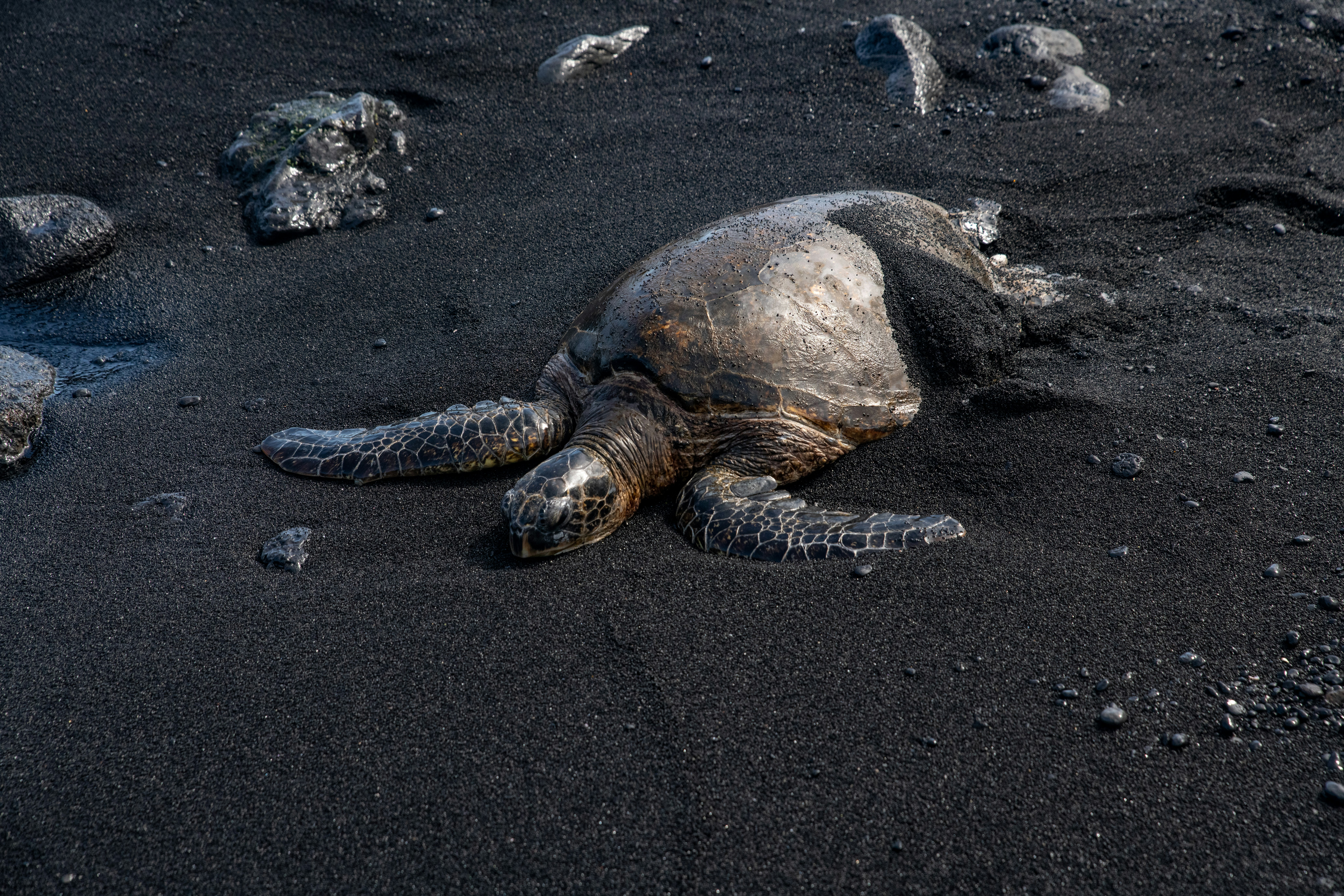brown and black turtle on gray sand